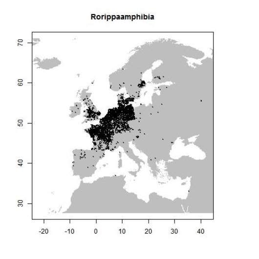 Rorippa amphibia (L.) Besser